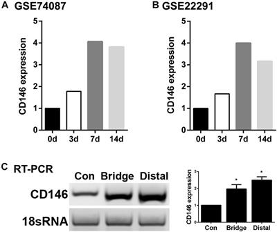 Up-Regulation of CD146 in Schwann Cells Following Peripheral Nerve Injury Modulates Schwann Cell Function in Regeneration